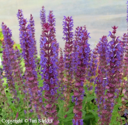  Salvia x sylvestris Blauk�nigin